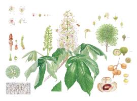 Horse chestnut 